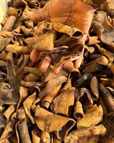 Ijebu Kpomo (Ponmo) 50 pcs Medium