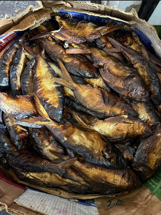 200 pcs of whole Bonga fish
