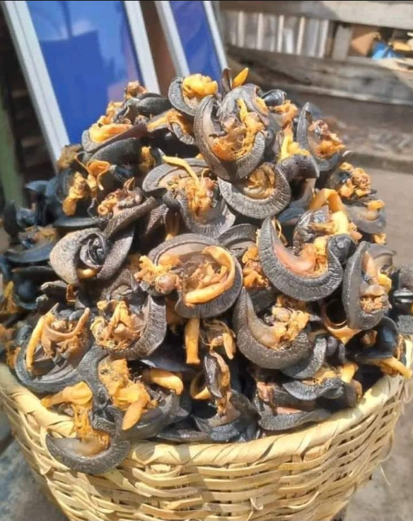 Jumbo-size snail (100 pcs)