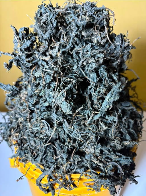 Bitter leaf (5 kg)