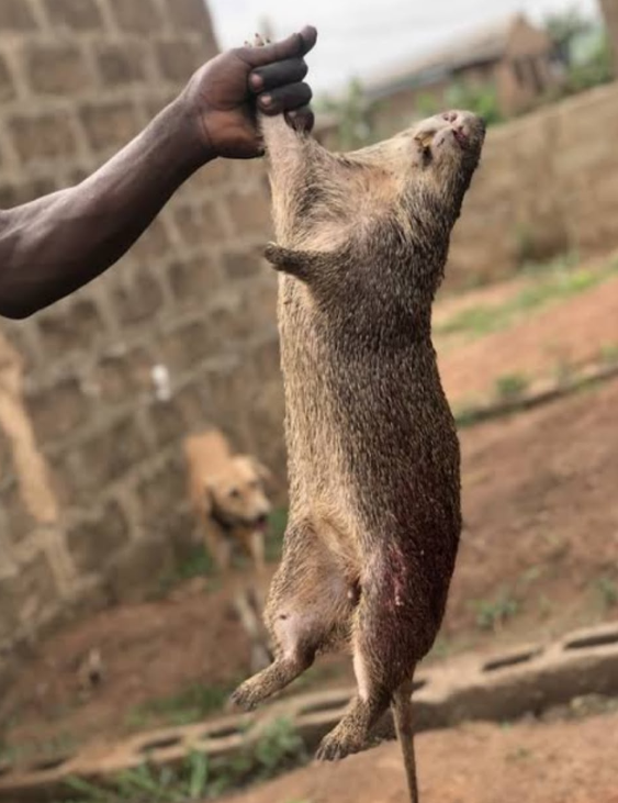 Full Bush Meat